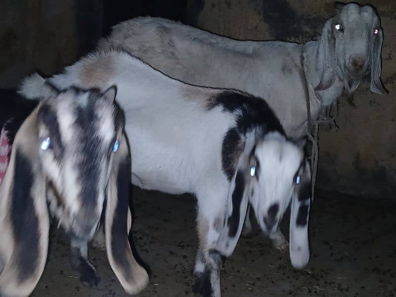 4 Goats for Sale 3