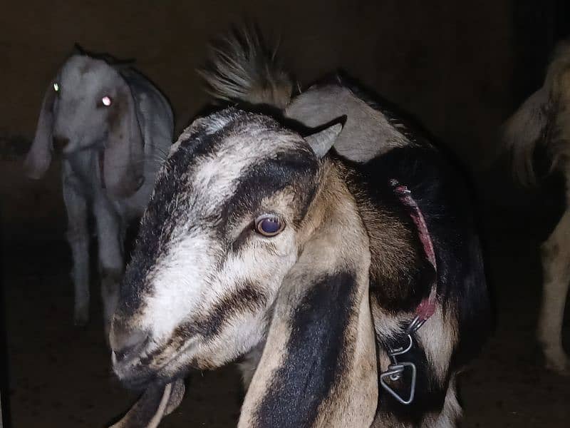 4 Goats for Sale 4