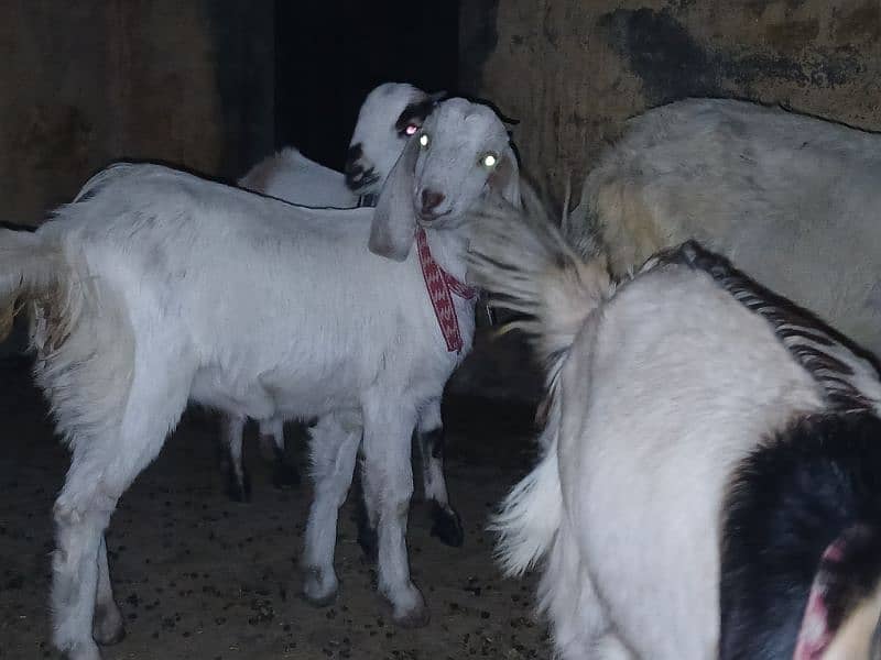 4 Goats for Sale 5