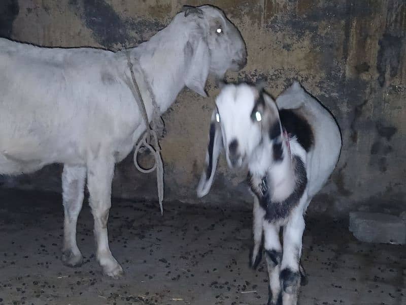 4 Goats for Sale 7