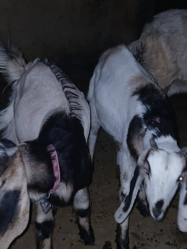 4 Goats for Sale 8