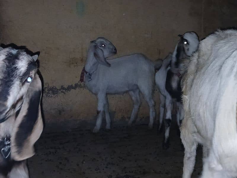 4 Goats for Sale 9