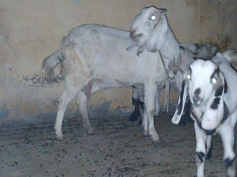 4 Goats for Sale 10