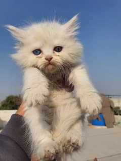 white healthy kitten odd eyes.