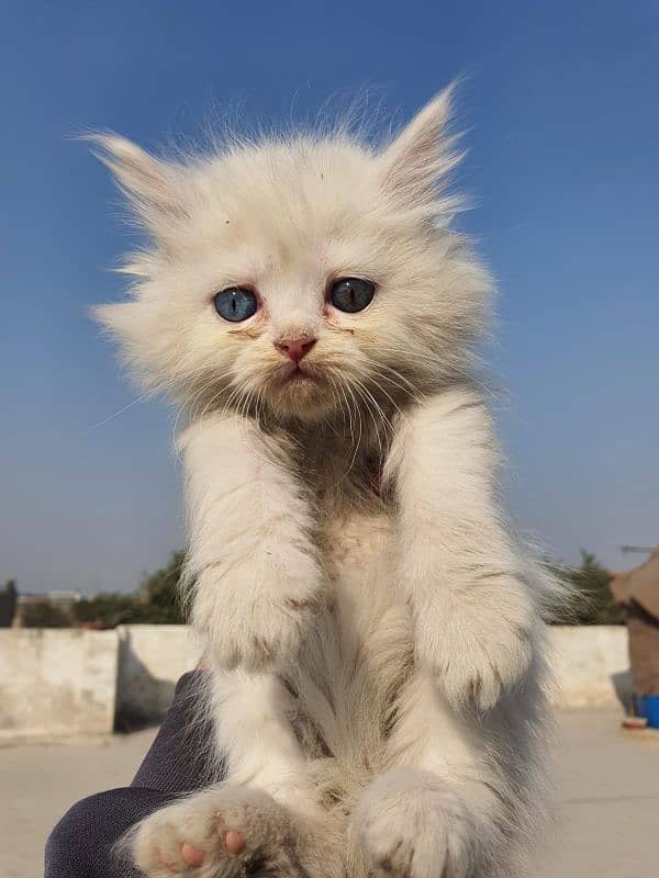 white healthy kitten odd eyes. 1