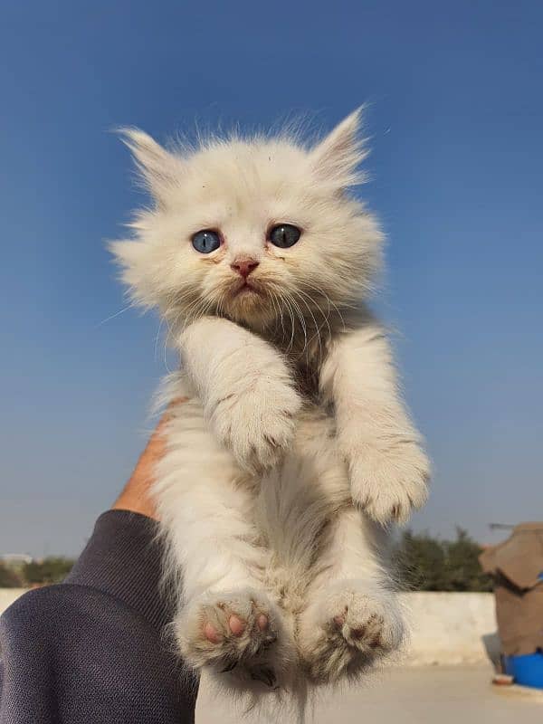 white healthy kitten odd eyes. 2