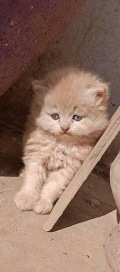 Persian Cat Kittens each 15k