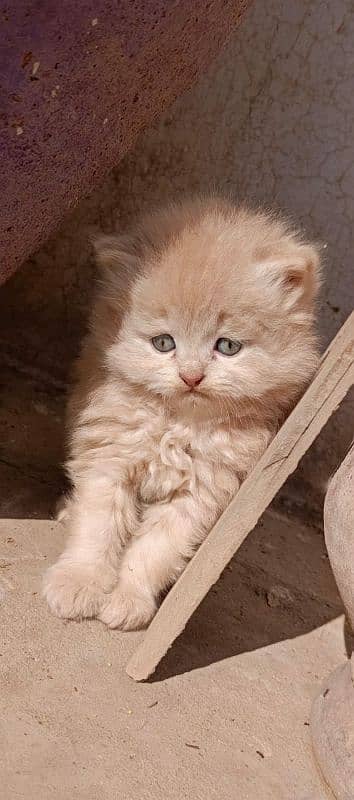 Persian Cat Kittens each 15k 0