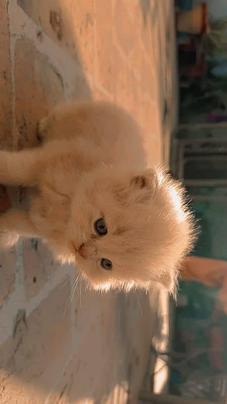 Persian Cat Kittens each 15k 1