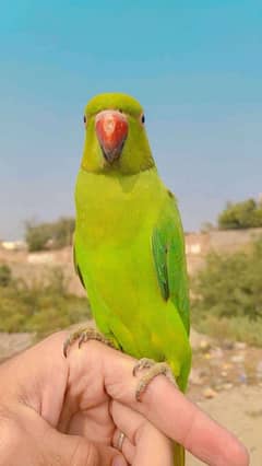 green parrot