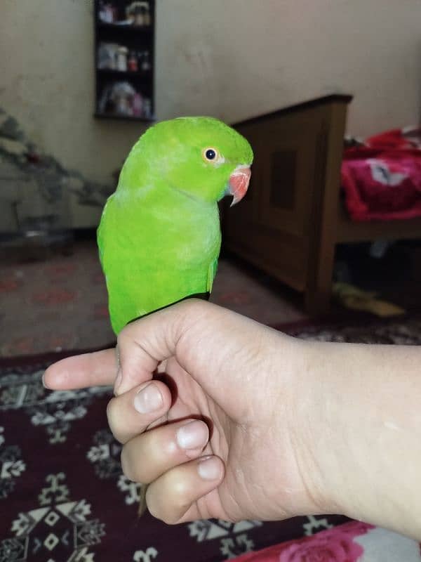 green parrot 2