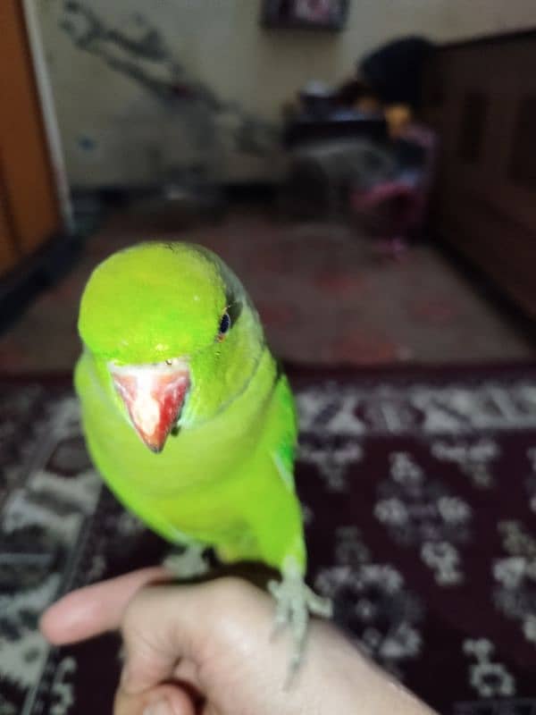 green parrot 3