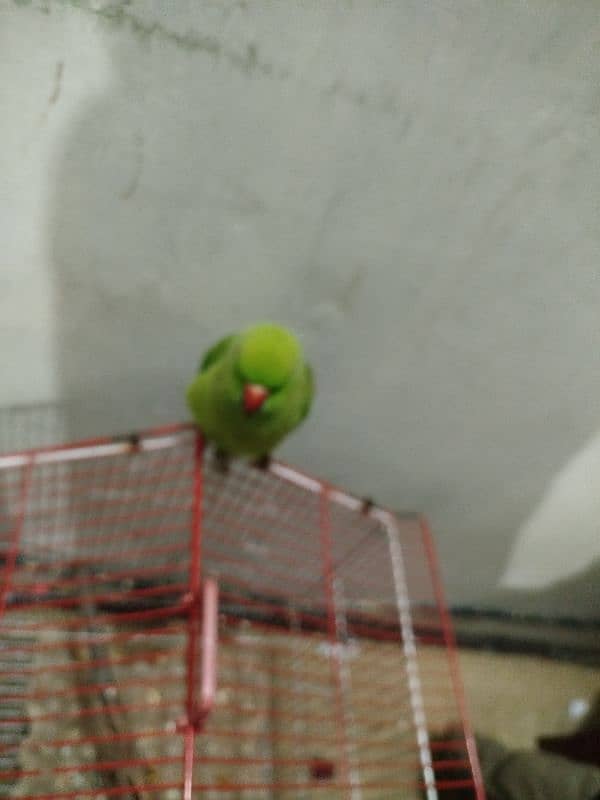 green parrot 4