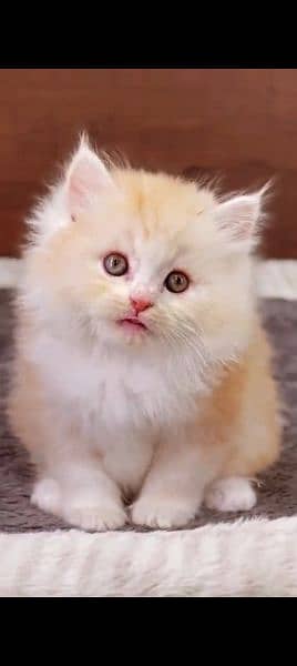 Persian cat for sale male or female my WhatsApp 0329=82=46=272 0