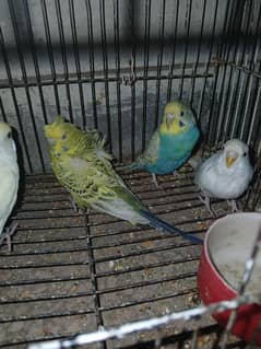 Breeder budgies for sale