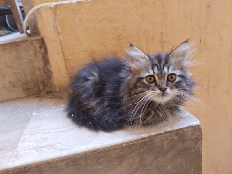 Persian kitten 0