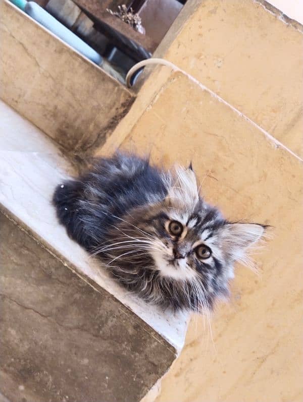 Persian kitten 1