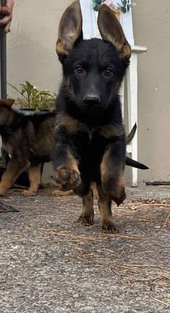 German Shepherd dog for sale Call My WhatsApp 03417817026