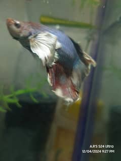 betta