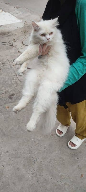 Male cat 9 months old for contact (03200439571) 1