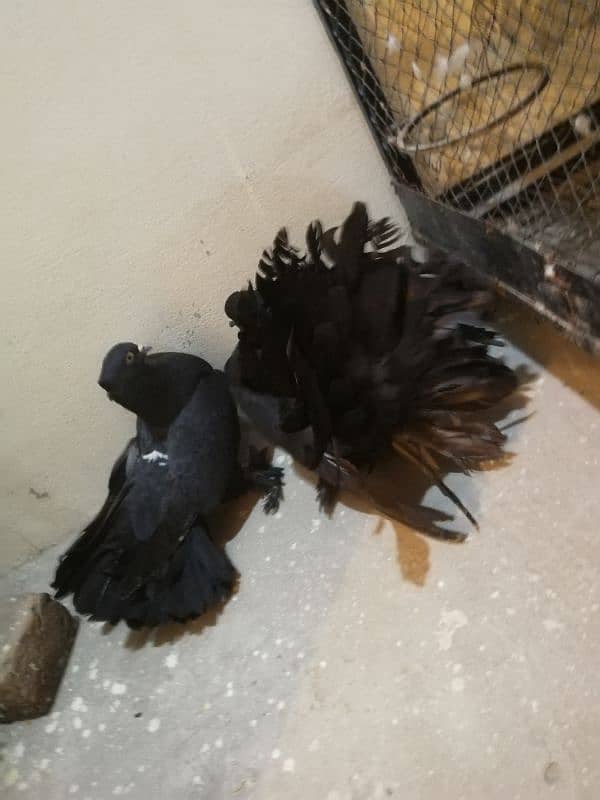 iNDiaN FaNTaiL breeder maLes aVaiLaB̊Le 2