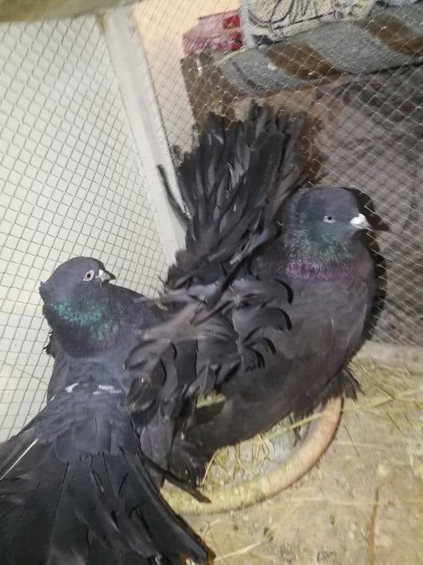 iNDiaN FaNTaiL breeder maLes aVaiLaB̊Le 4