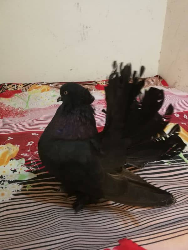 iNDiaN FaNTaiL breeder maLes aVaiLaB̊Le 5