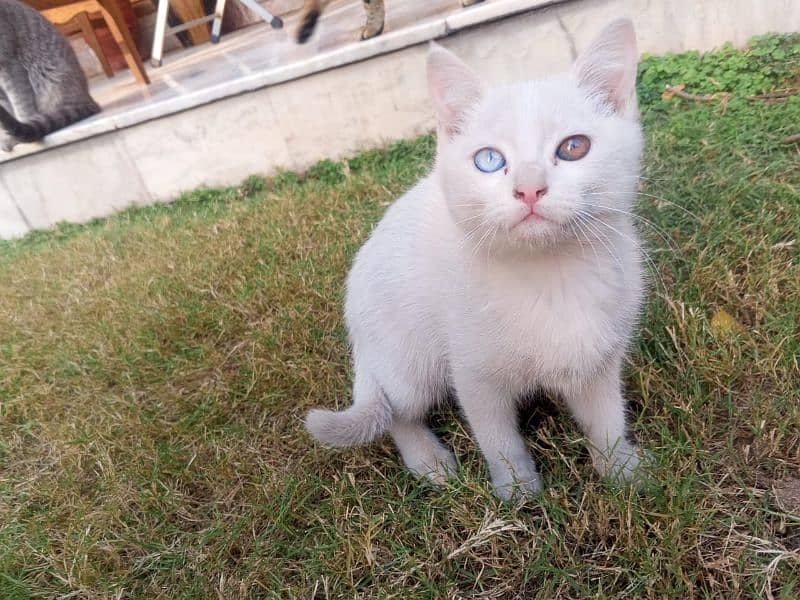 Double Coated Persian Odd Eyes Kitten Pairs 3