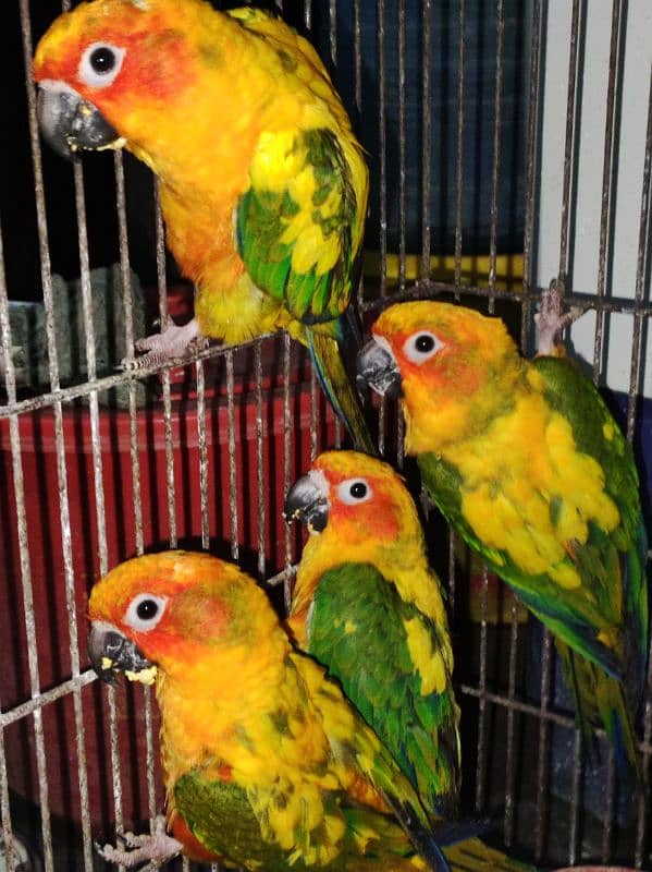 Red Fector Sunconure 5 Piece 0