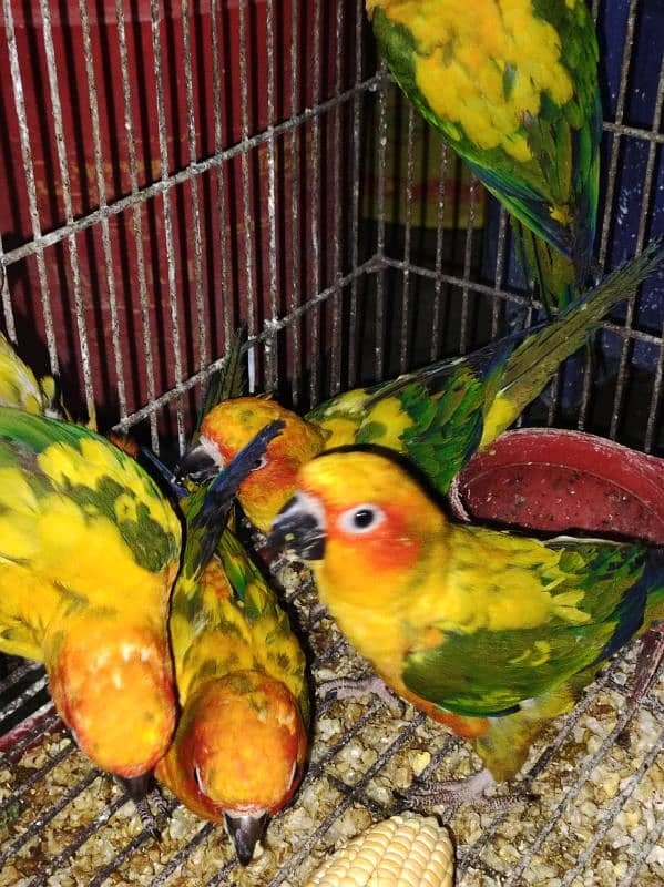 Red Fector Sunconure 5 Piece 1