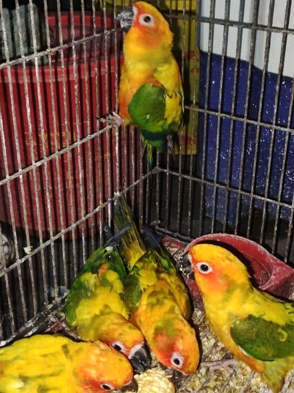 Red Fector Sunconure 5 Piece 2