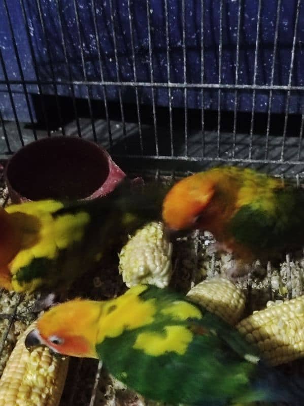 Red Fector Sunconure 5 Piece 3