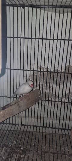 java finch white