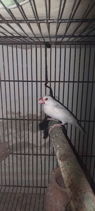 java finch white 1