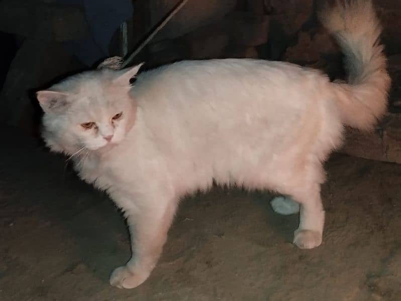 persian cat 0