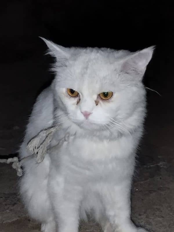 persian cat 3