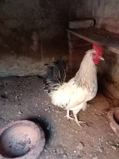 chick picture olx p 2nd image p ha guarrantee ghr ka pla ha