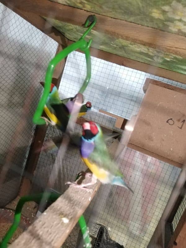 gouldian finches for sale 1