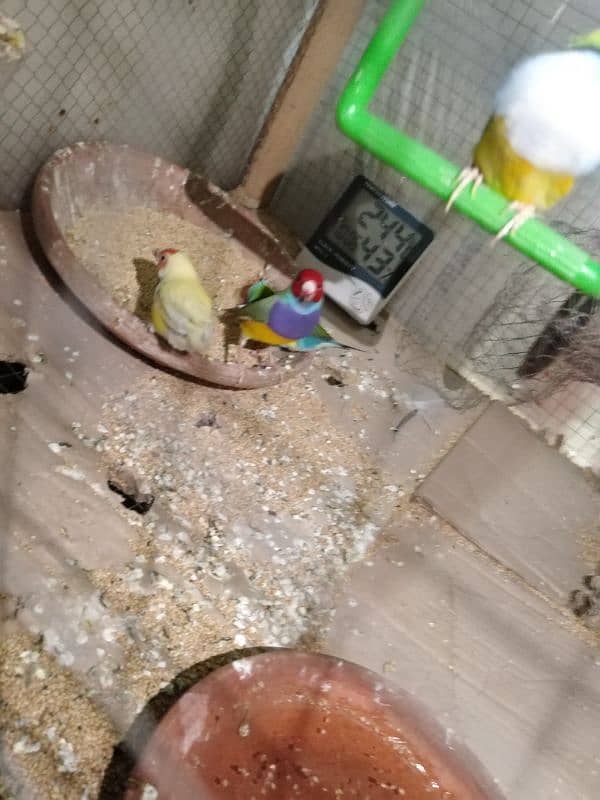 gouldian finches for sale 2