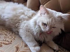 WHITE PERSIAN CAT