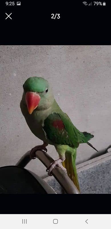 Kashmiri Raw Parrot 1