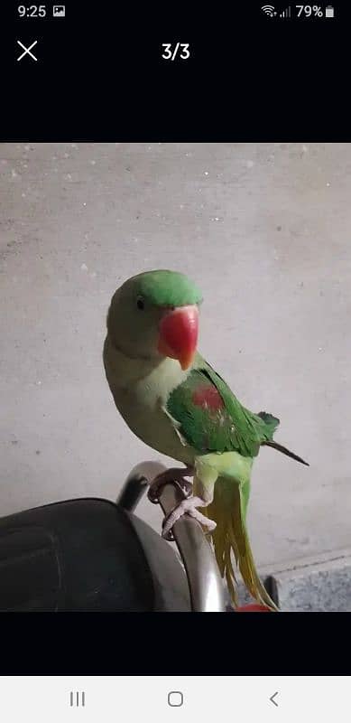 Kashmiri Raw Parrot 2