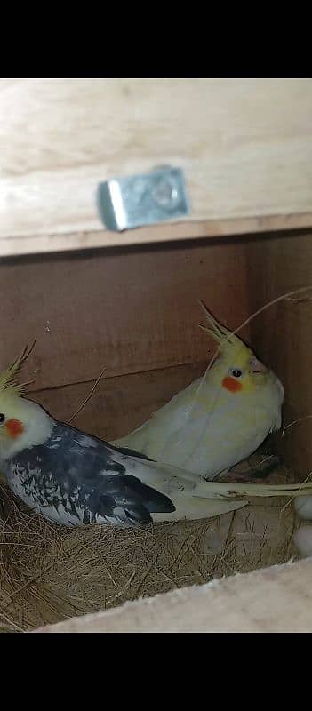 Cocktail Breeder Pair 6