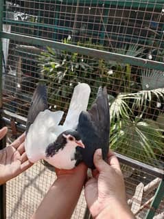 Black Papai Kalyara 100% Breeder pair Forsale Breeding ResultAvailable