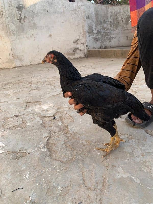 Golden misri and aseel sale sale sale all setup for sale 03010077979 2