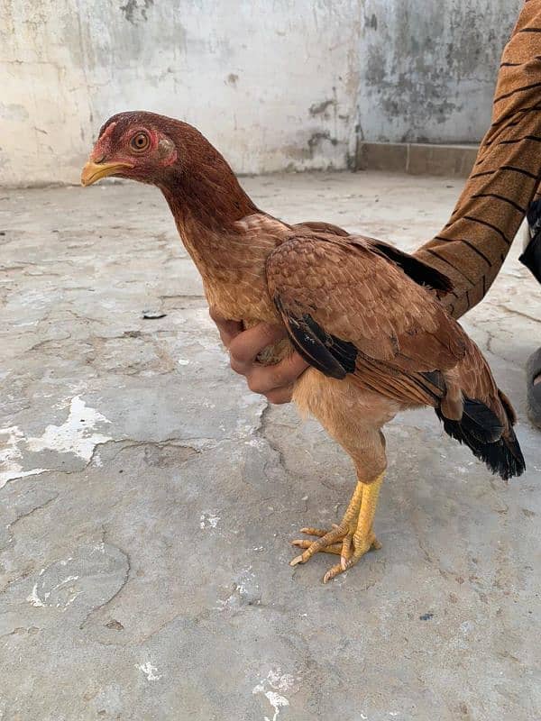 Golden misri and aseel sale sale sale all setup for sale 03010077979 4