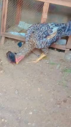 hen