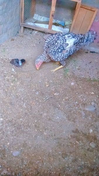 hen and chick 2