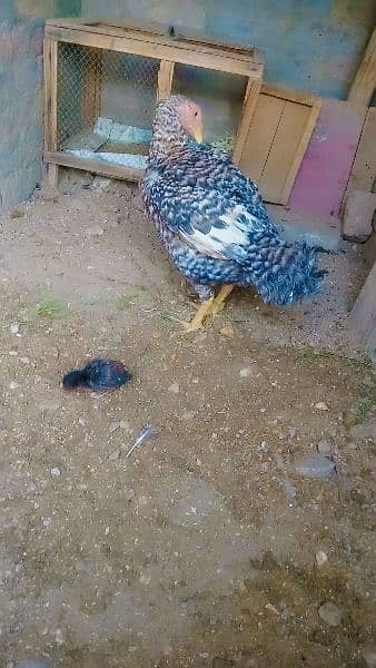 hen and chick 3