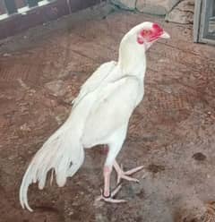 High quality pure aseel heera age 10 months urgent sale need cash